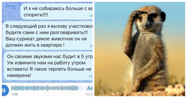 Сурикат в надежных руках
