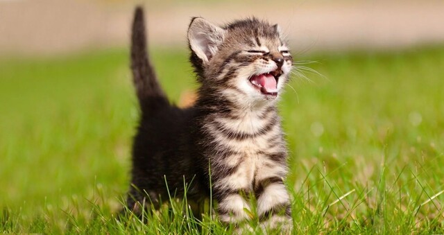 Как меняется звук у котов, когда они видят человека