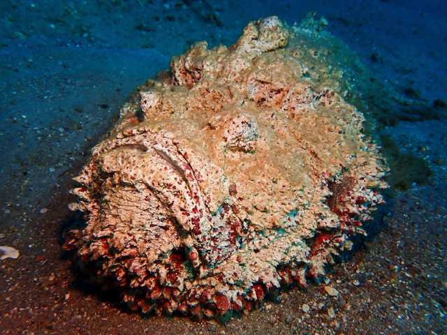 Рыба-камень: самая ядовитая рыба в мире водится на популярных курортах