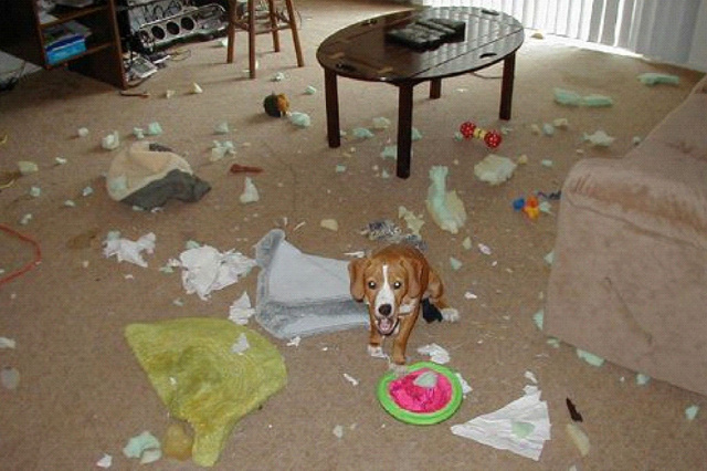 Во что может превратить квартиру скучающий пёс, даже мелкий