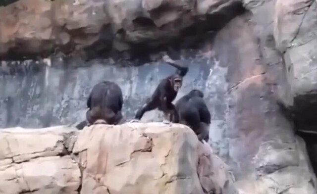 Шимпанзе отчитала своего детёныша за то, что тот бросал камни в людей