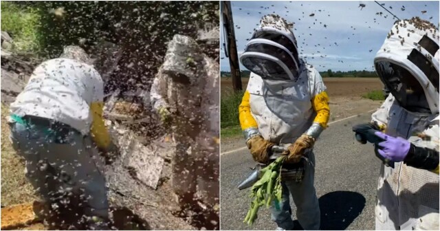 Самое жужательное ДТП произошло в Вашингтоне