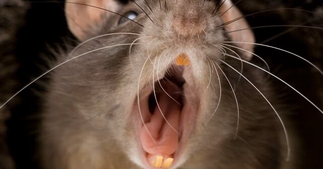 Крыса отгрызла палец прикованной к постели пенсионерки