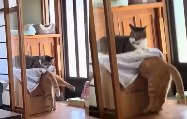 Попытка кота забраться в коробку