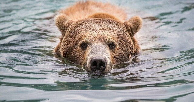 Медведь из России переплыл реку, чтобы попасть в Китай