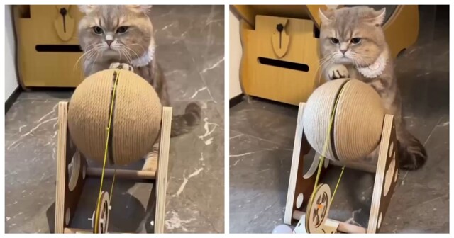 Кот добывает электричество