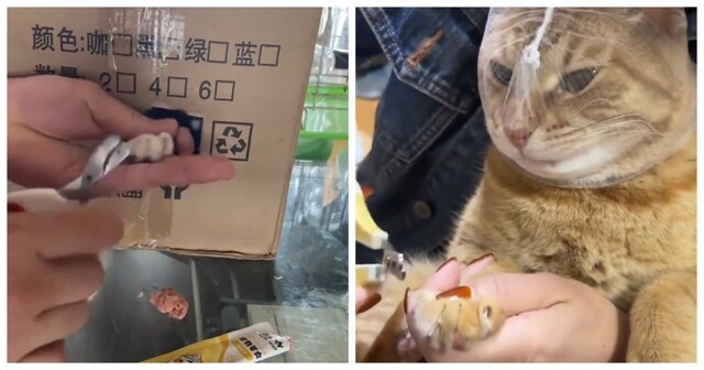 На какие хитрости идут хозяева, чтобы подстричь когти котам