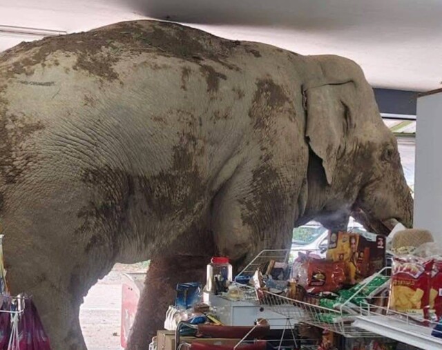 Слон обчистил полки с крекерами в магазине