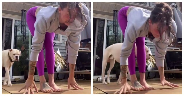 Пёс "украсил" собой видео хозяйки