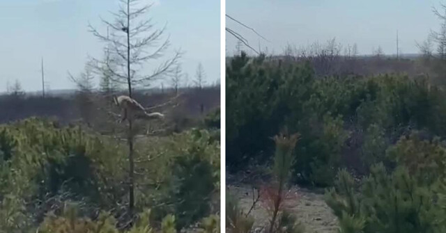 На Сахалине очевидец снял на видео лису, которая вскарабкалась за бурундуком на сухую ёлку