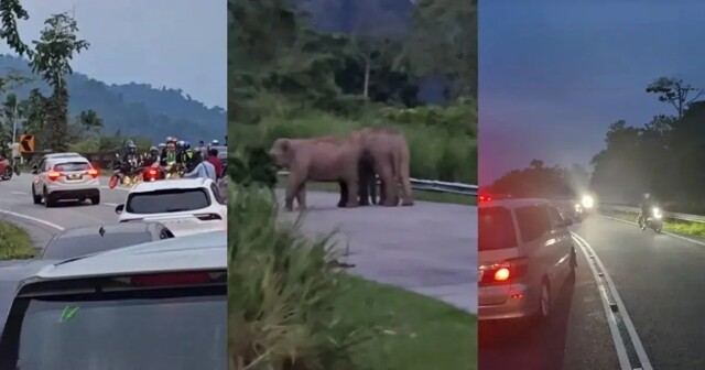 Водители больше часа простояли в пробке из-за слонов на дороге