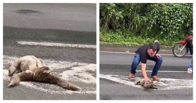 Люди помогли ленивцу перейти дорогу