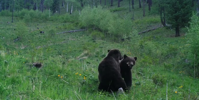 В Бурятии фотоловушка запечатлела «схватку» медведей
