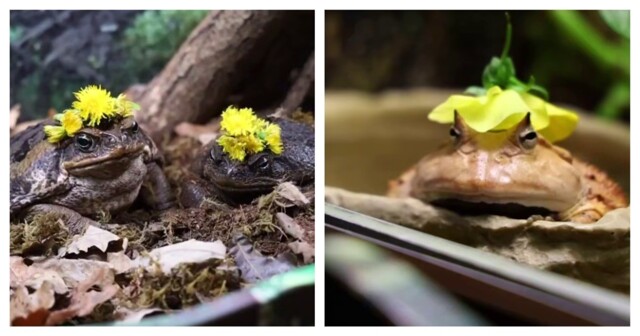 В Московском зоопарке сыграли свадьбу жаб