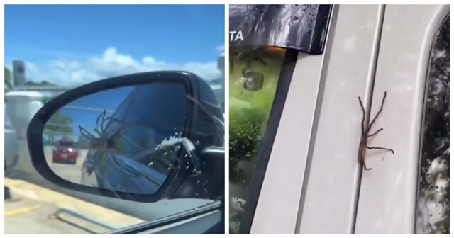 Австралия способна удивить