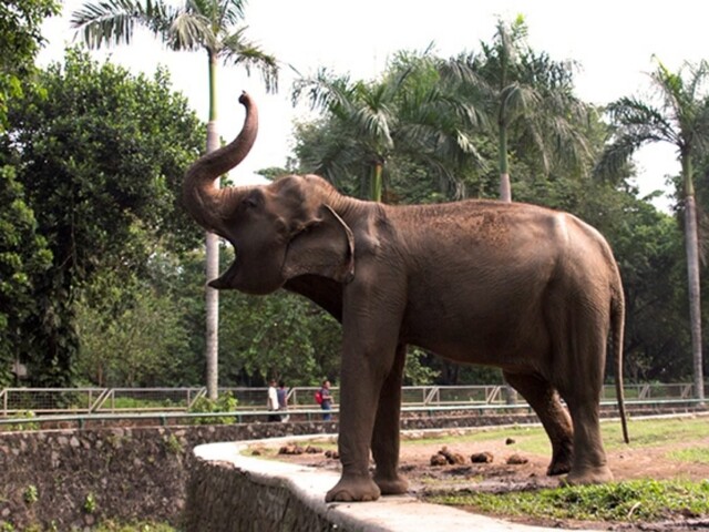 В гватемальском зоопарке слон спас тонущую антилопу