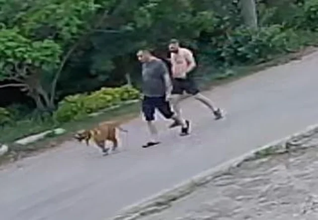 В Пензе бойцовский пёс вырвал ребёнка из рук матери и нанёс тяжёлые травмы