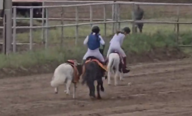 Пони сбросили жокеев и устроили драку на детских скачках