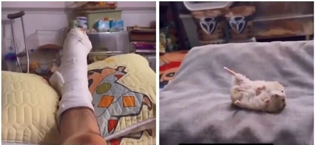 Поддержка от хомяка