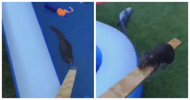 Парень помог изможденной белке выбраться из бассейна