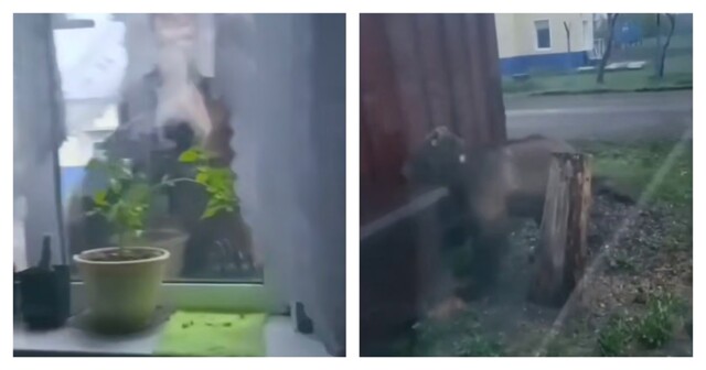 Медведь пришел в гости к жителям села на Камчатке