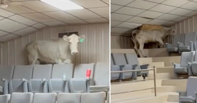 Корова устроила погром, пытаясь сбежать с животноводческого аукциона