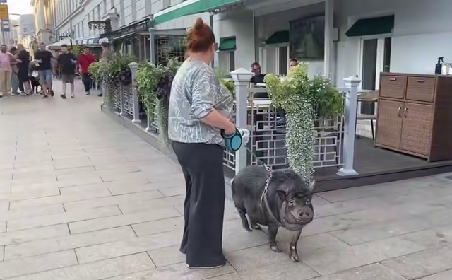 На Никитском бульваре женщина вывела на прогулку хряка