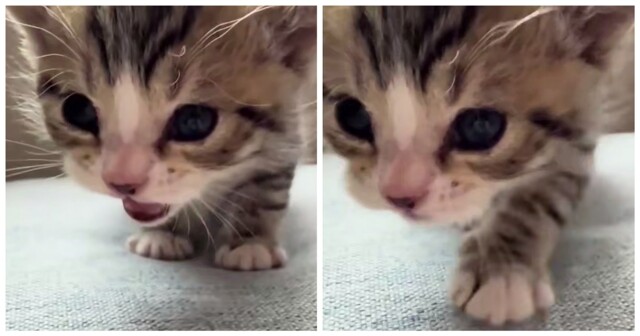 Котёнок "вопросительно" мяукает