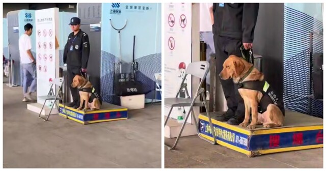 Служебный пёс задремал на работе