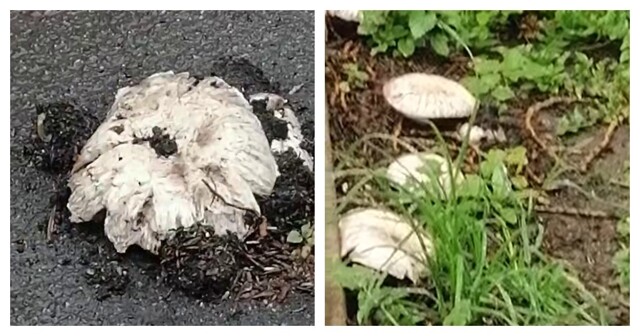 Шампиньоны прорвали асфальт в Санкт-Петербурге