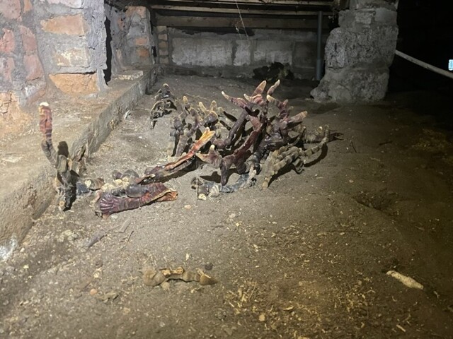 Жуткий гриб вырос в подвале дома в Ленинградской области