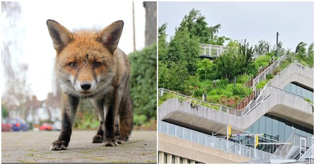 Лисы терроризируют британский офис Google