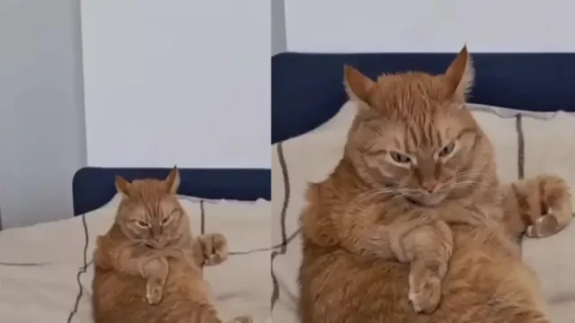 У кота выдалось недоброе утро