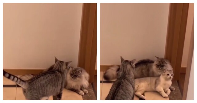 Котёнок-миротворец