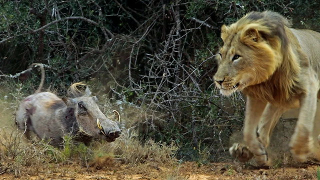 Бородавочник: как сражаются свиньи