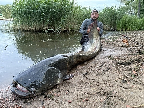Весит около 100 килограммов: поляк поймал гигантского сома, которому более 50 лет