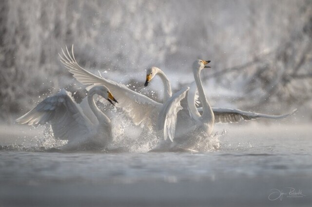 Лебединое танго