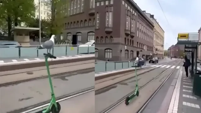Чайка прокатилась на самокате