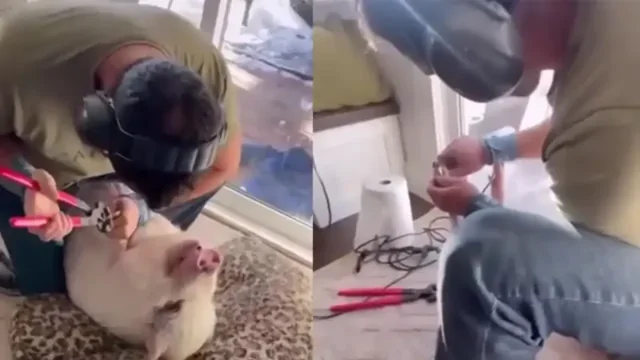 Маникюр для свиньи