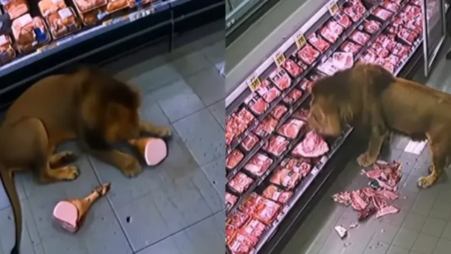В Южной Африке лев проголодался и заглянул в супермаркет
