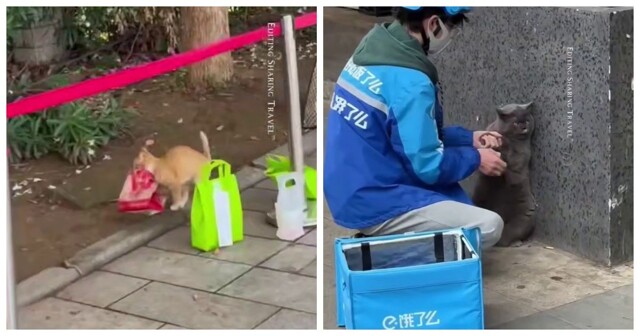 Кошки и собаки  воруют заказы с едой