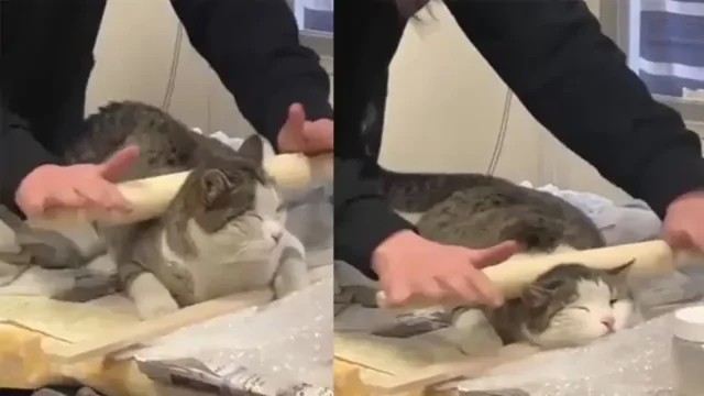 Пушистый любитель массажа