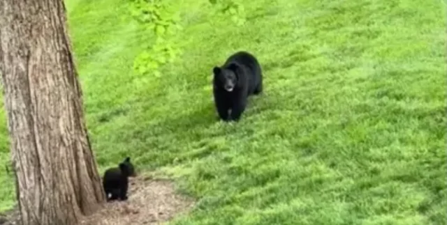 Женщина поставила в саду бассейн для медведицы с медвежатами