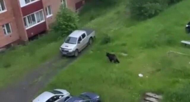 Медведь прогулялся по улицам Усть-Илимска