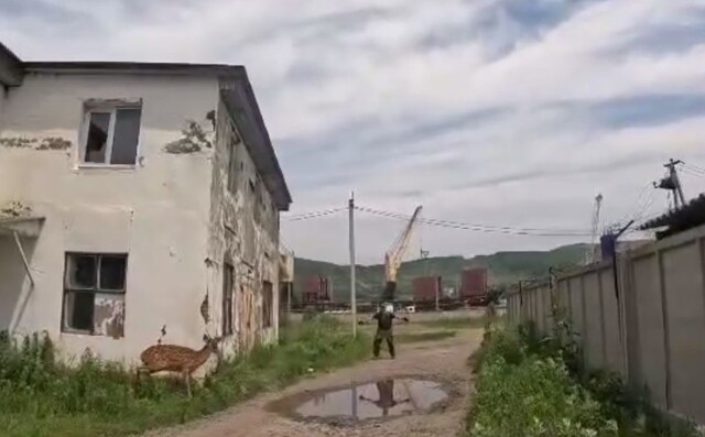 Как мужики раненого оленя спасали