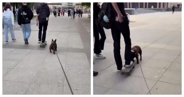 Бульдог-угонщик