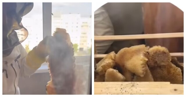 Рой пчел поселился на балконе у жителей Казани