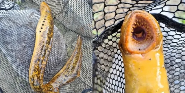 Рыбак выловил жуткую рыбу-монстра, похожую на персонажа фантастики