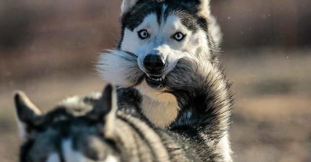 Приколы с собачьими хвостами