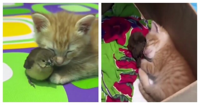 Рыжий котёнок и воробей